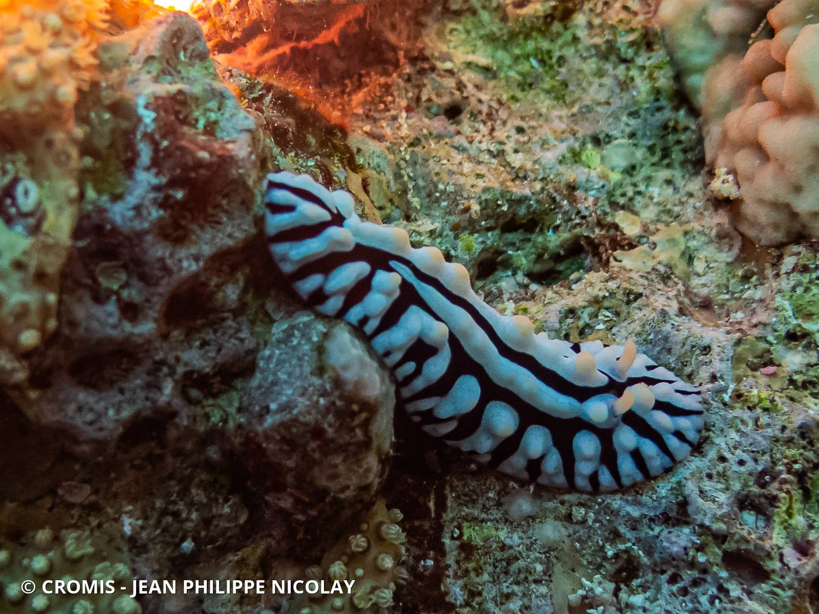 Phyllidie verruqueuse