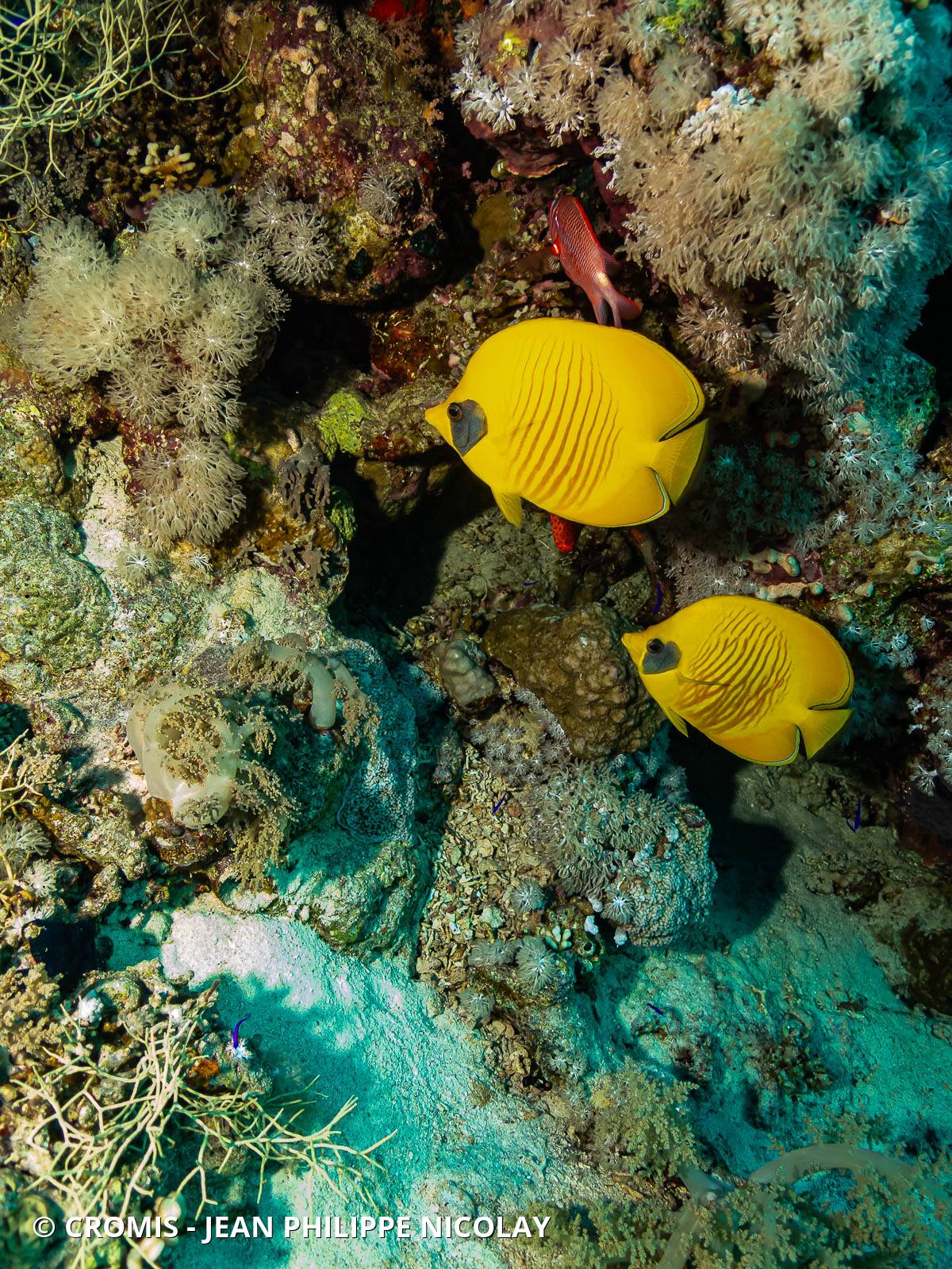 Poisson-papillon jaune masqué