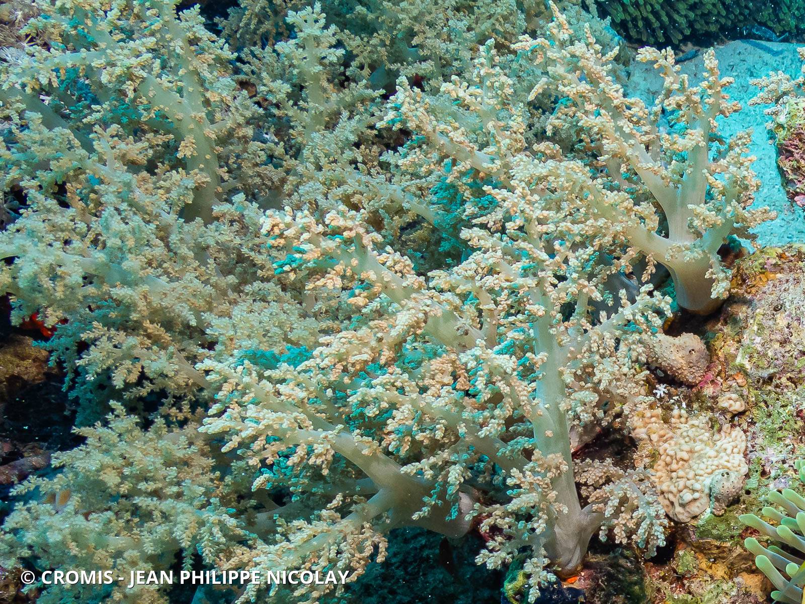 Alcyonaire arborescent
