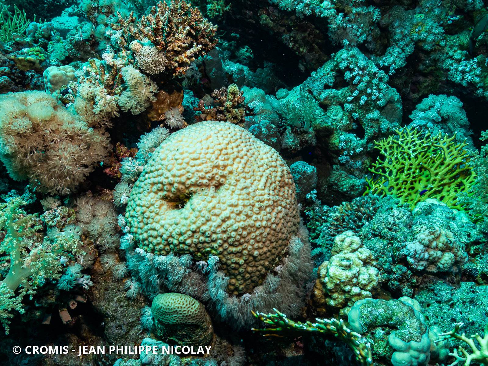 Corail étoile poreux