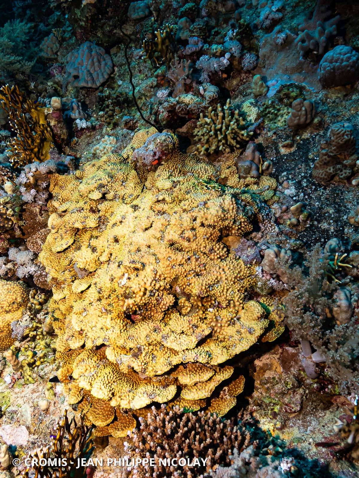 Corail coupe laitue