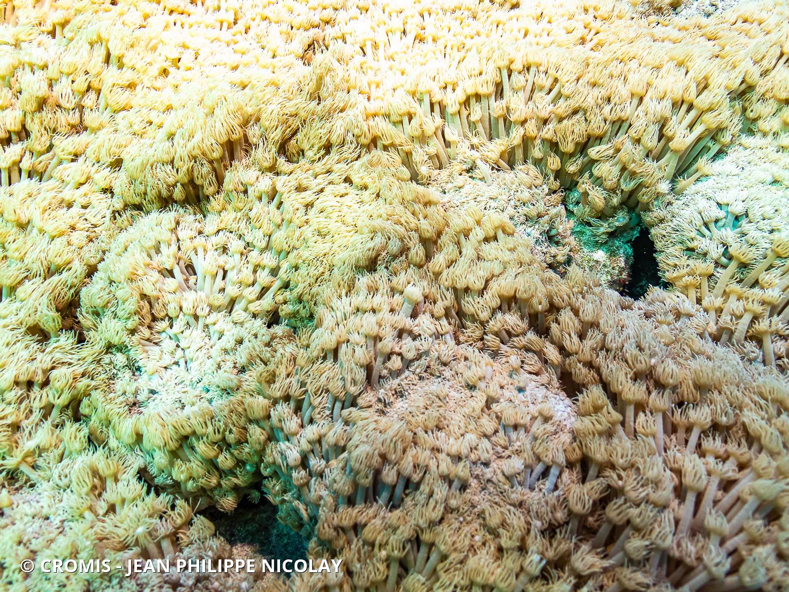Corail plume d'autruche