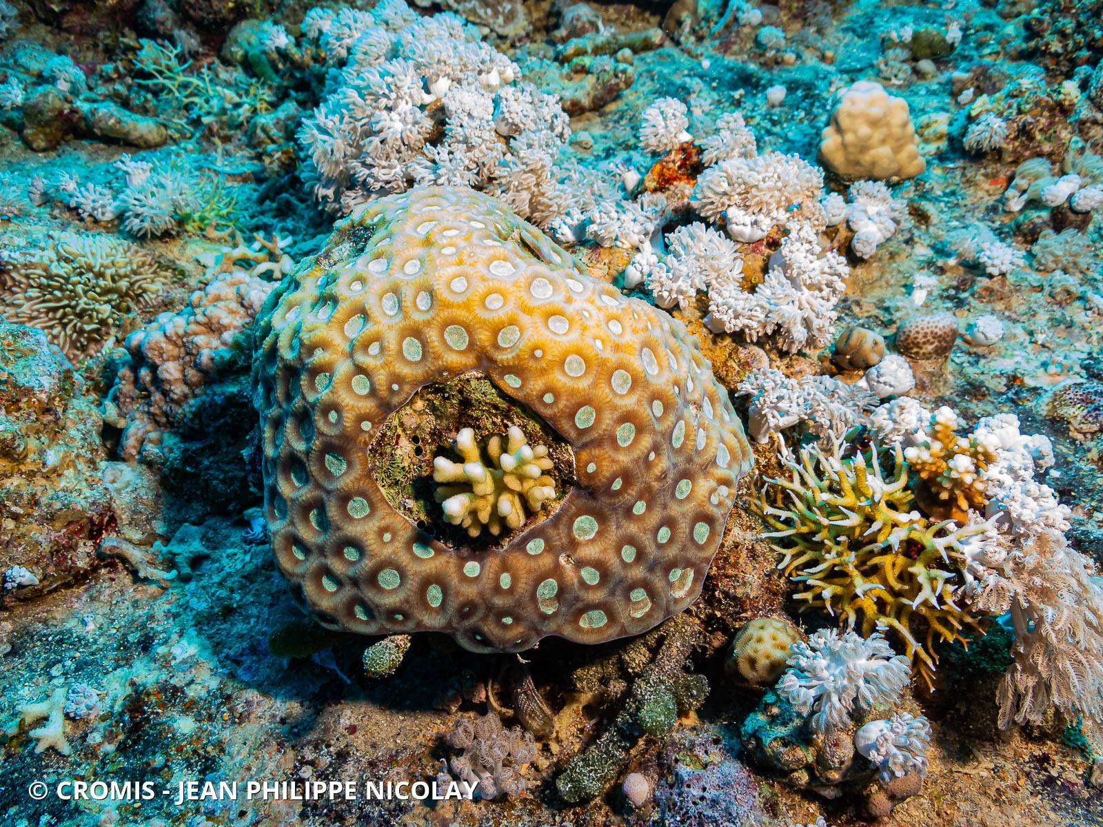 Corail cactus lobé