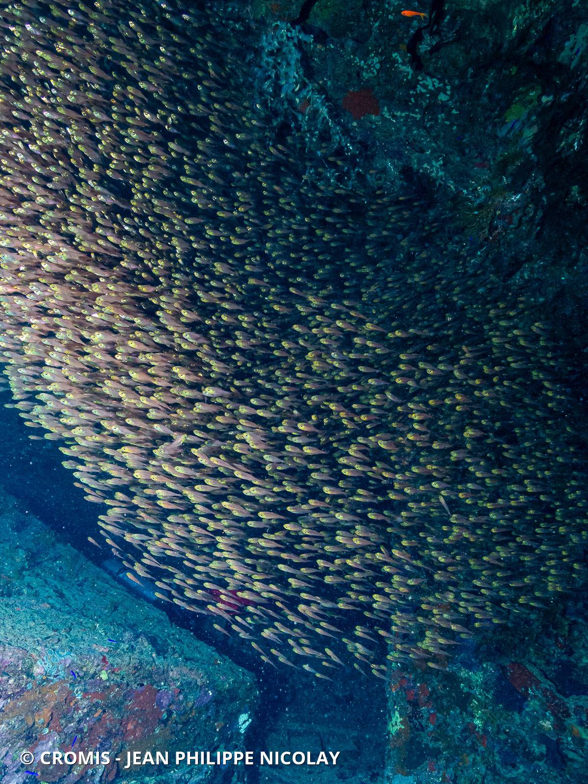 Poisson-hachette nain