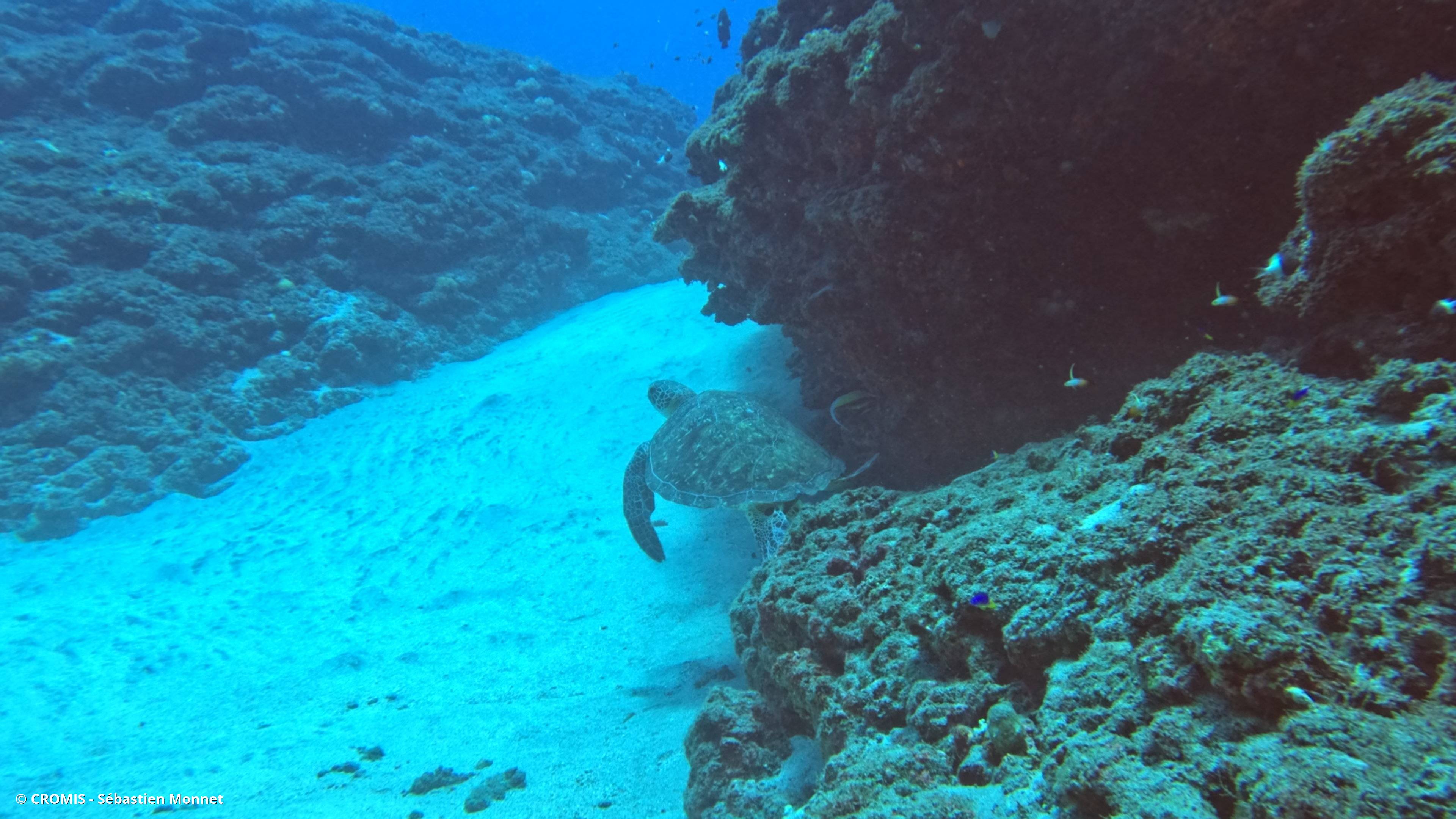 Tortue verte