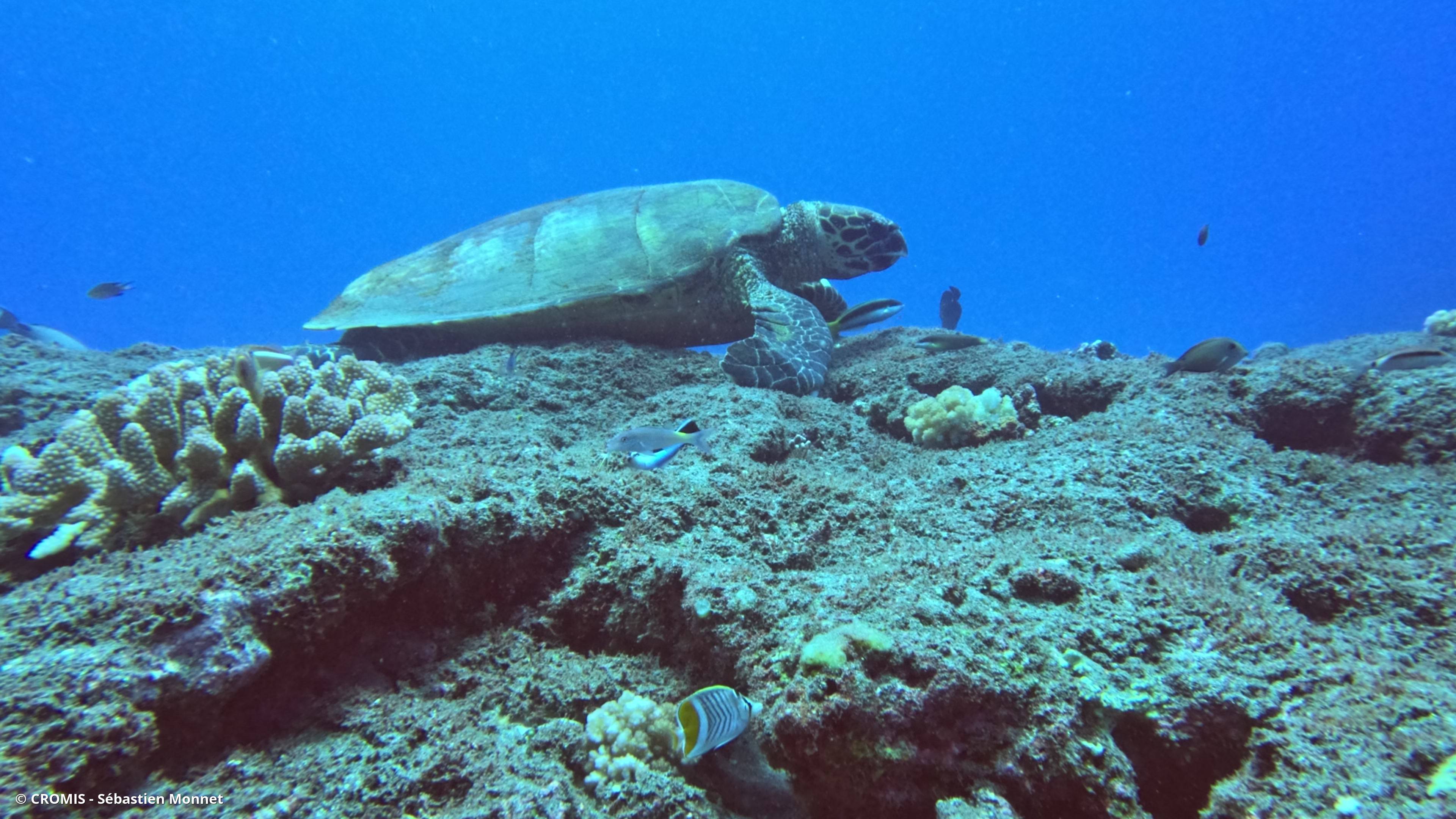 Tortue verte