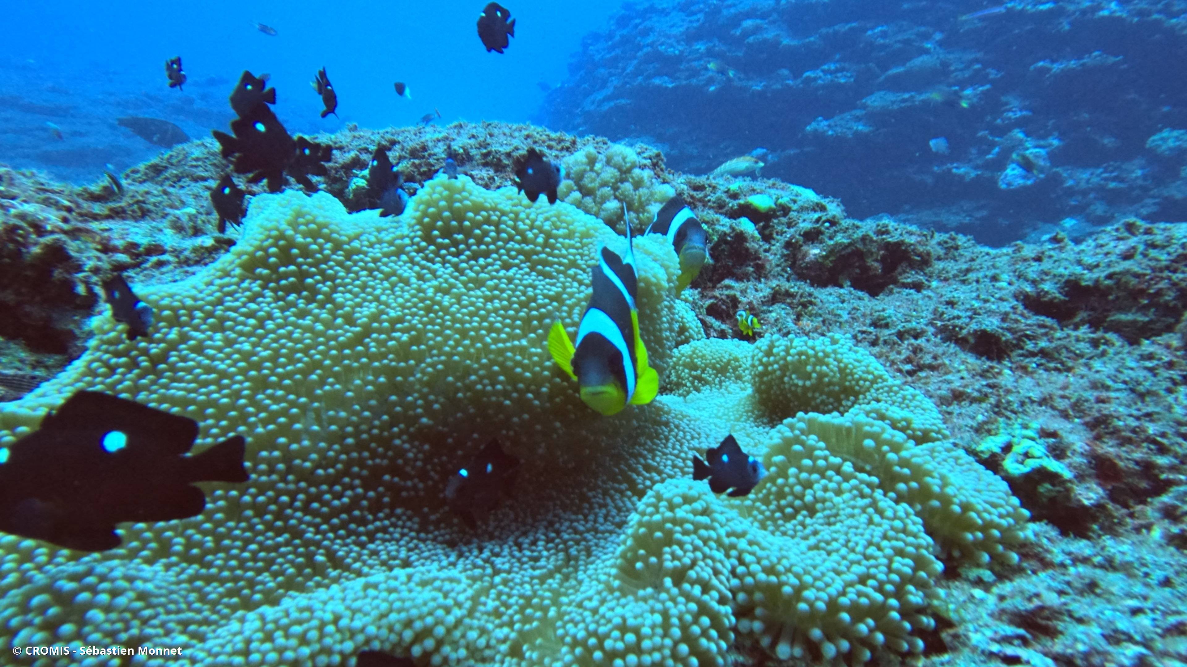 Poisson-clown de Maurice