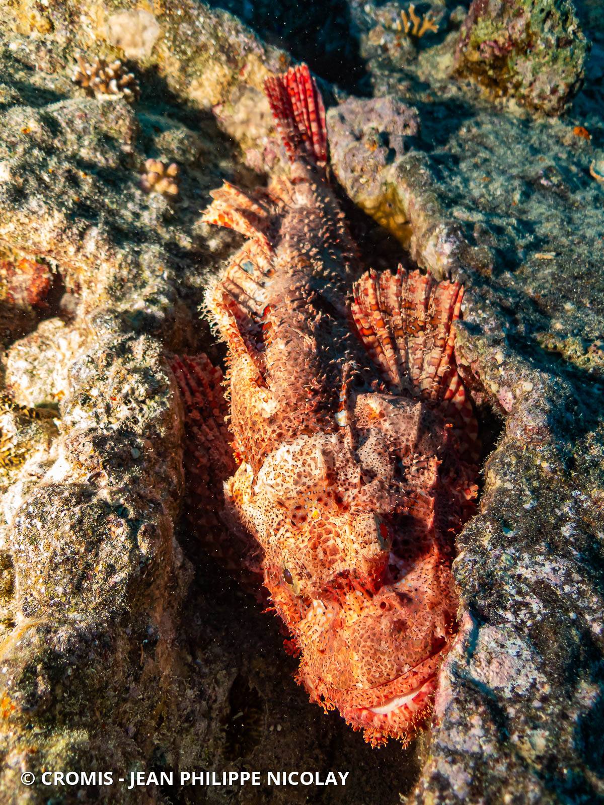 Poisson-scorpion à houppes