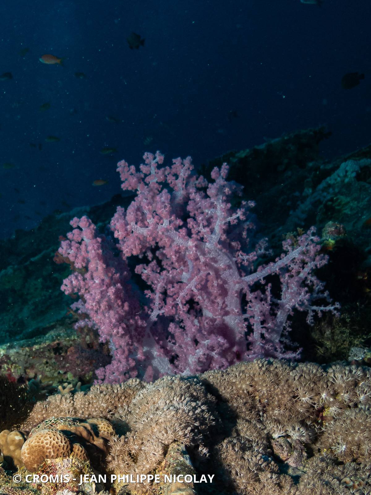 Alcyonaire épineux