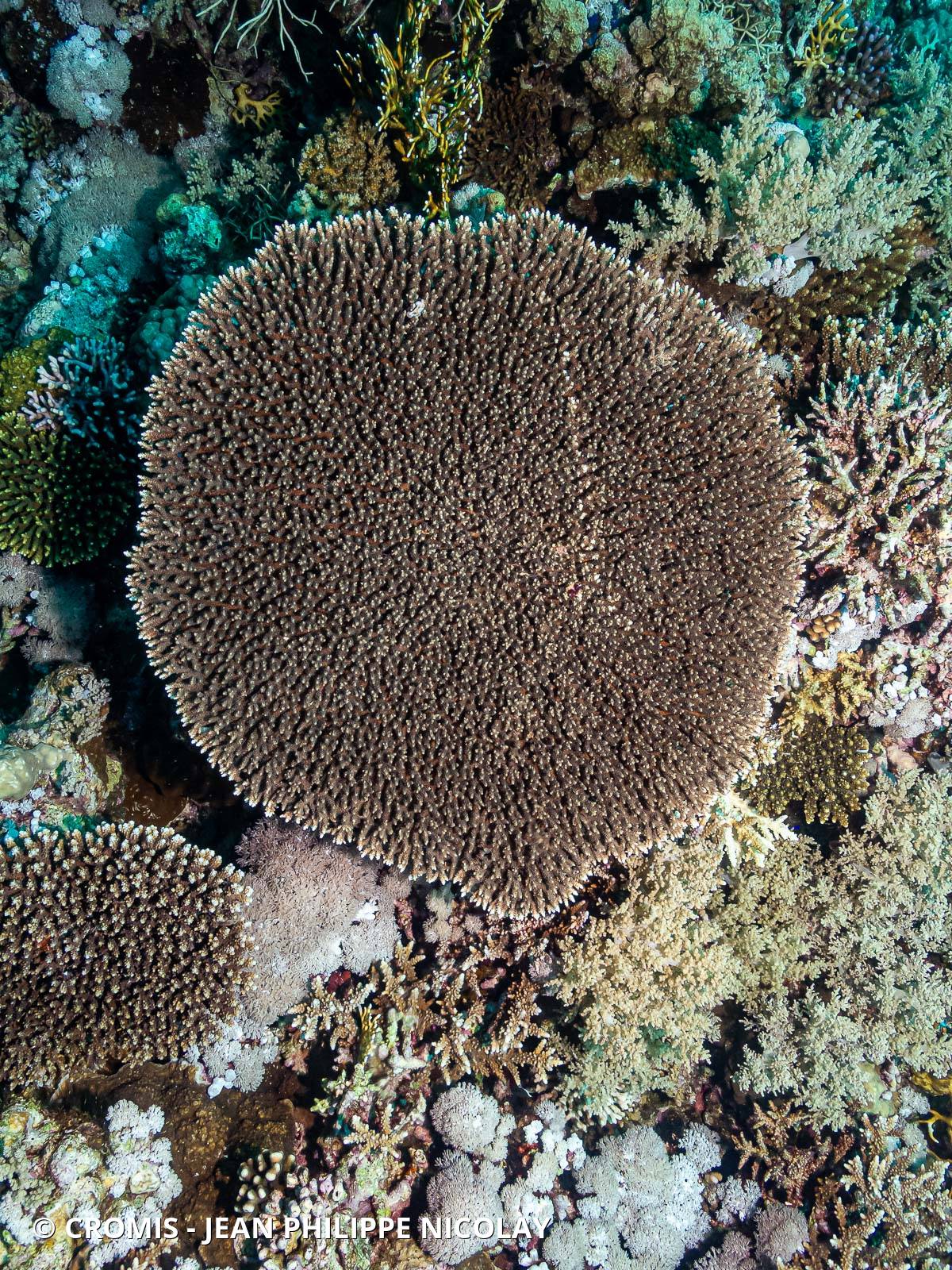 Photo 1 sur 21 : Acropore