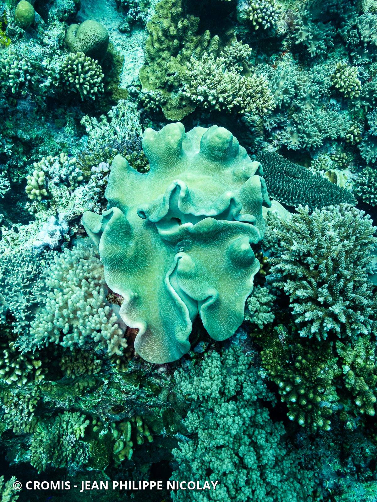 Alcyonaire champignon