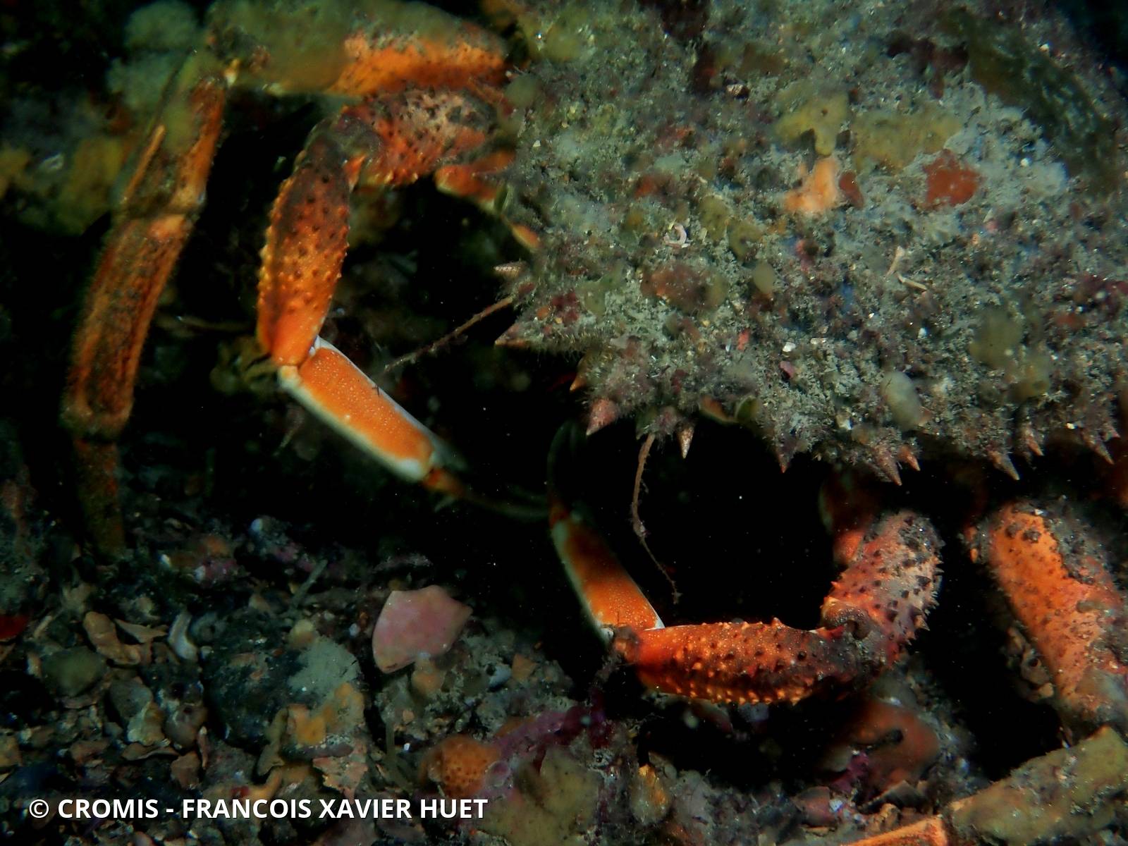Araignée de mer Atlantique
