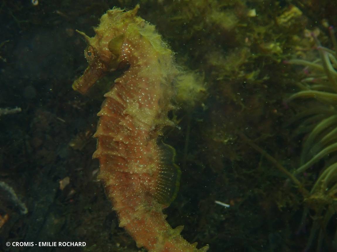 Hippocampe moucheté