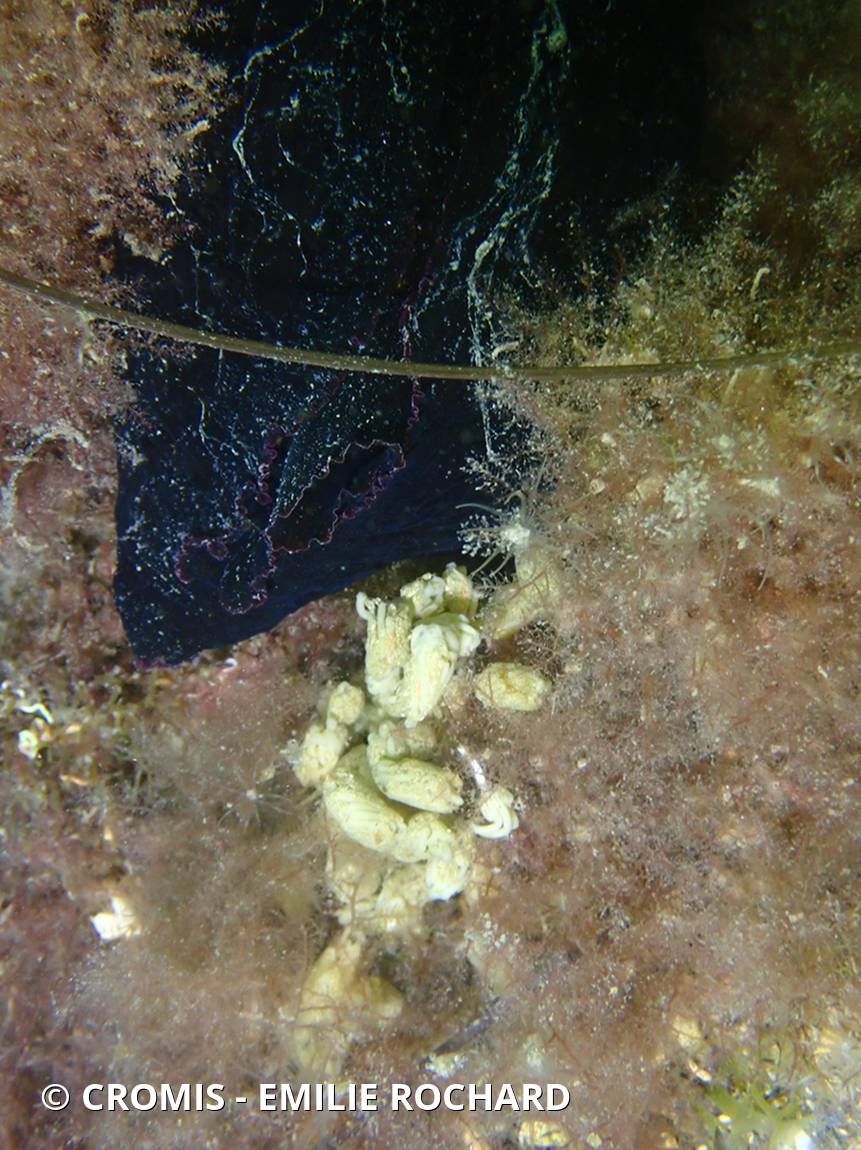 Lièvre de mer moucheté