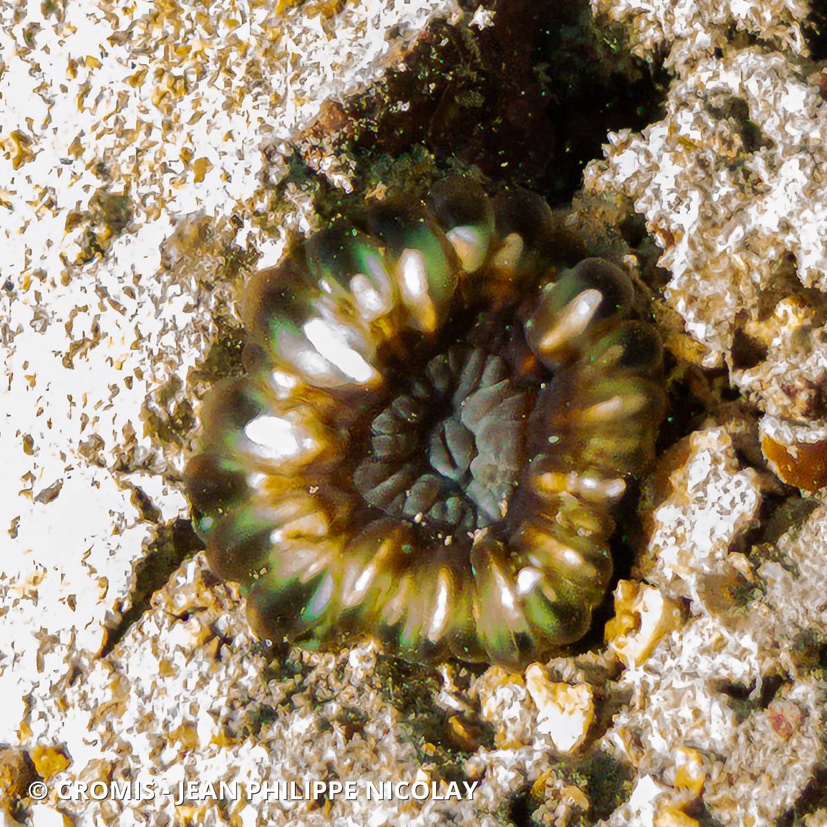 Corail à larmes