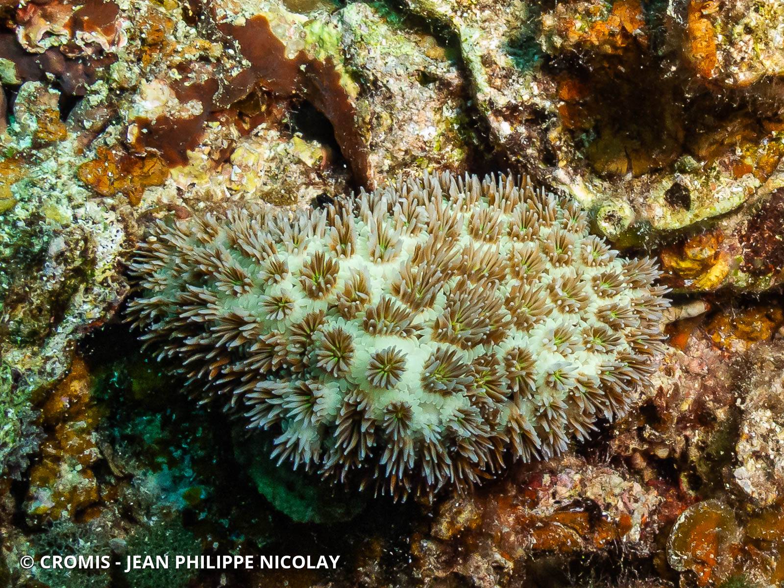 Corail piquant