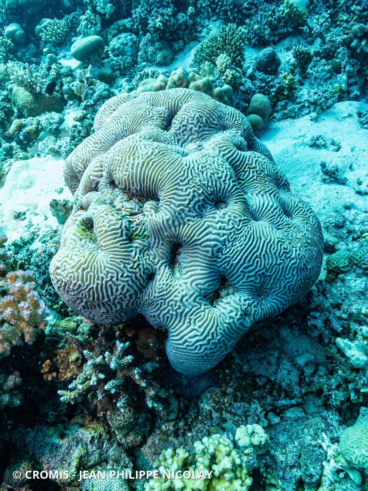 Corail cerveau dédale