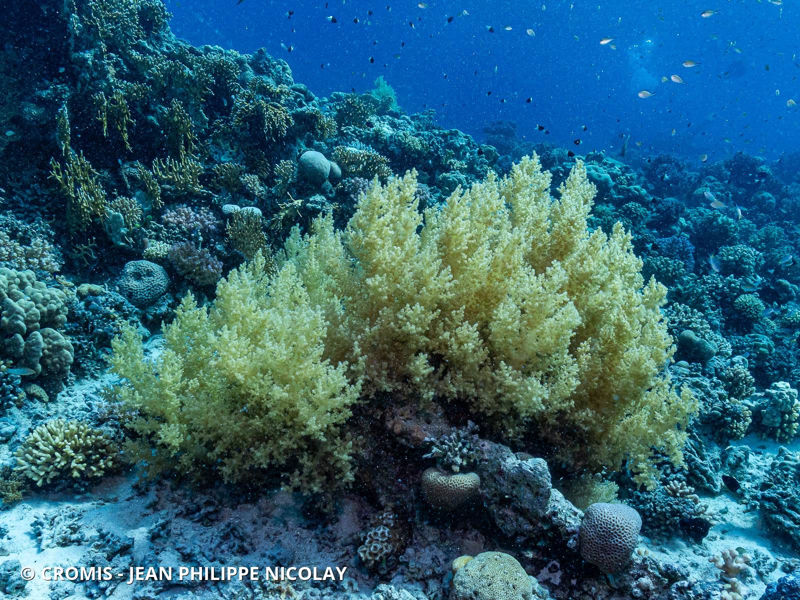 Alcyonaire arborescent