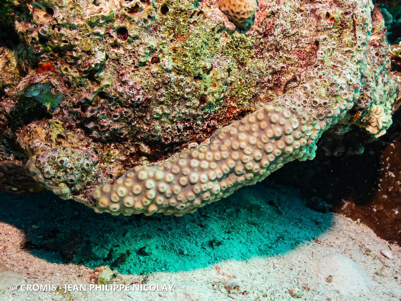 Corail rayonnant