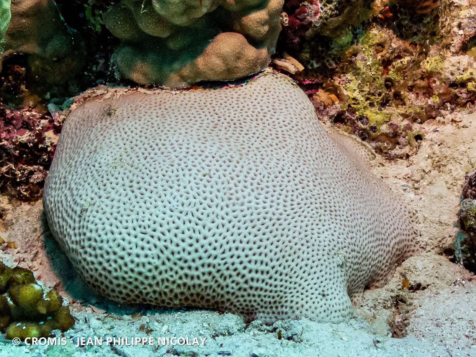 Corail starlette massif