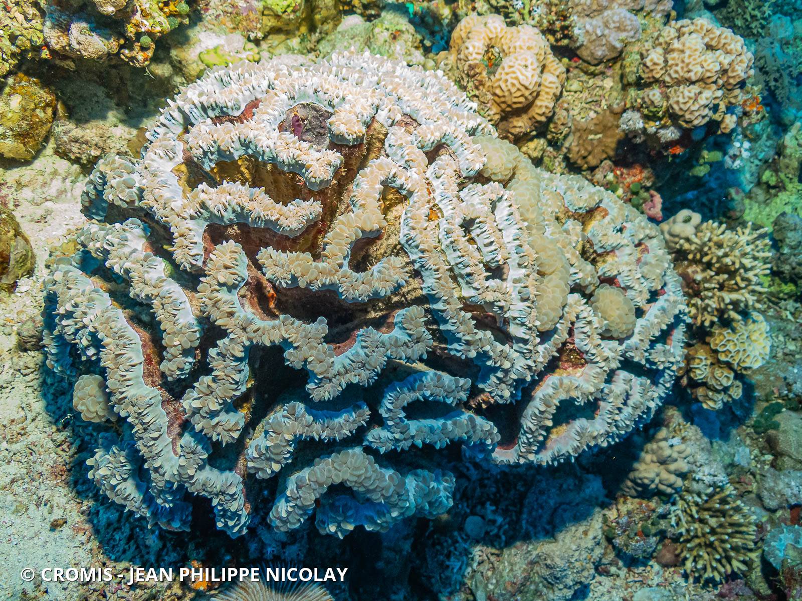 Corail à bulles sinueux