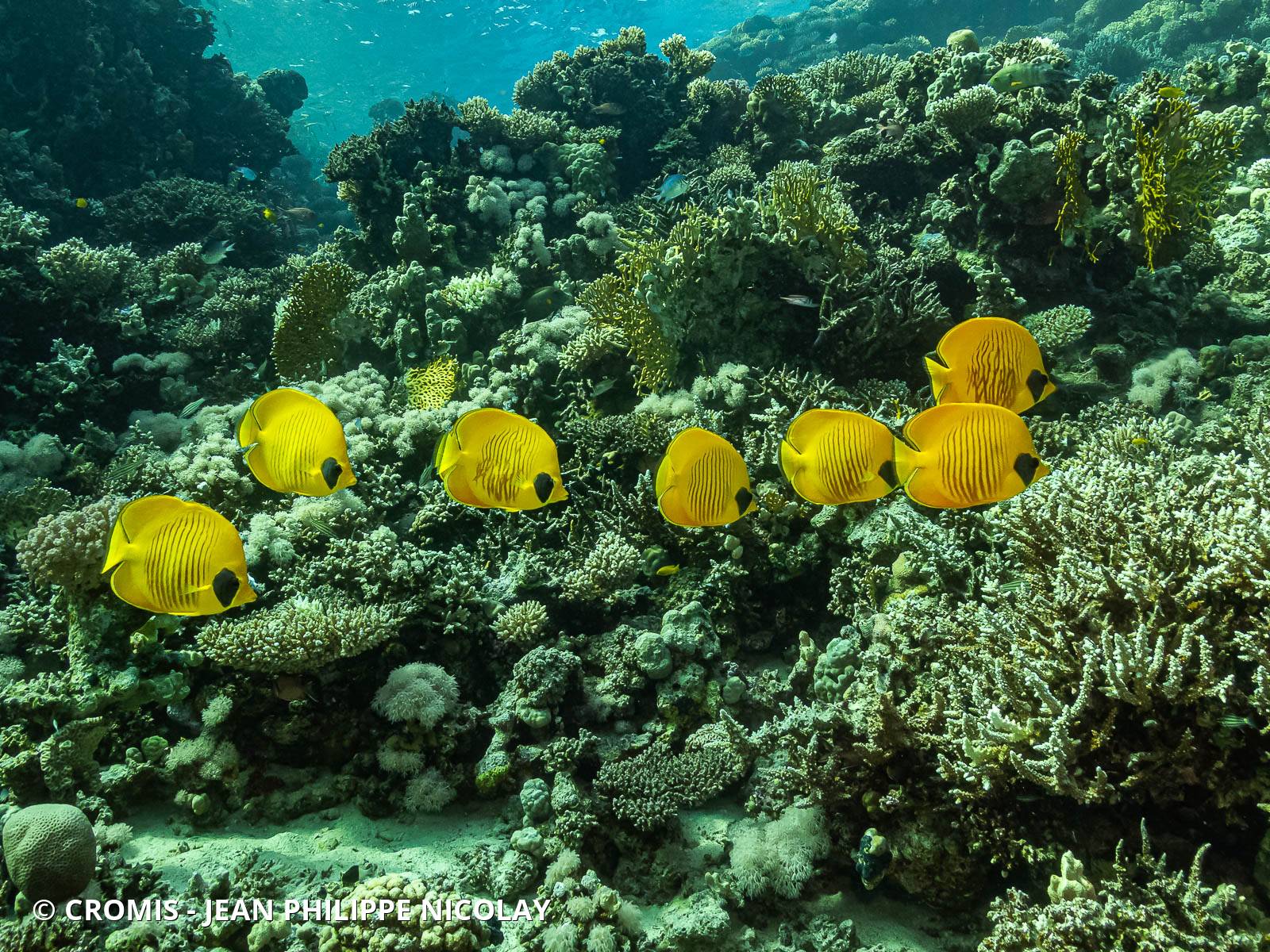 Poisson-papillon jaune masqué