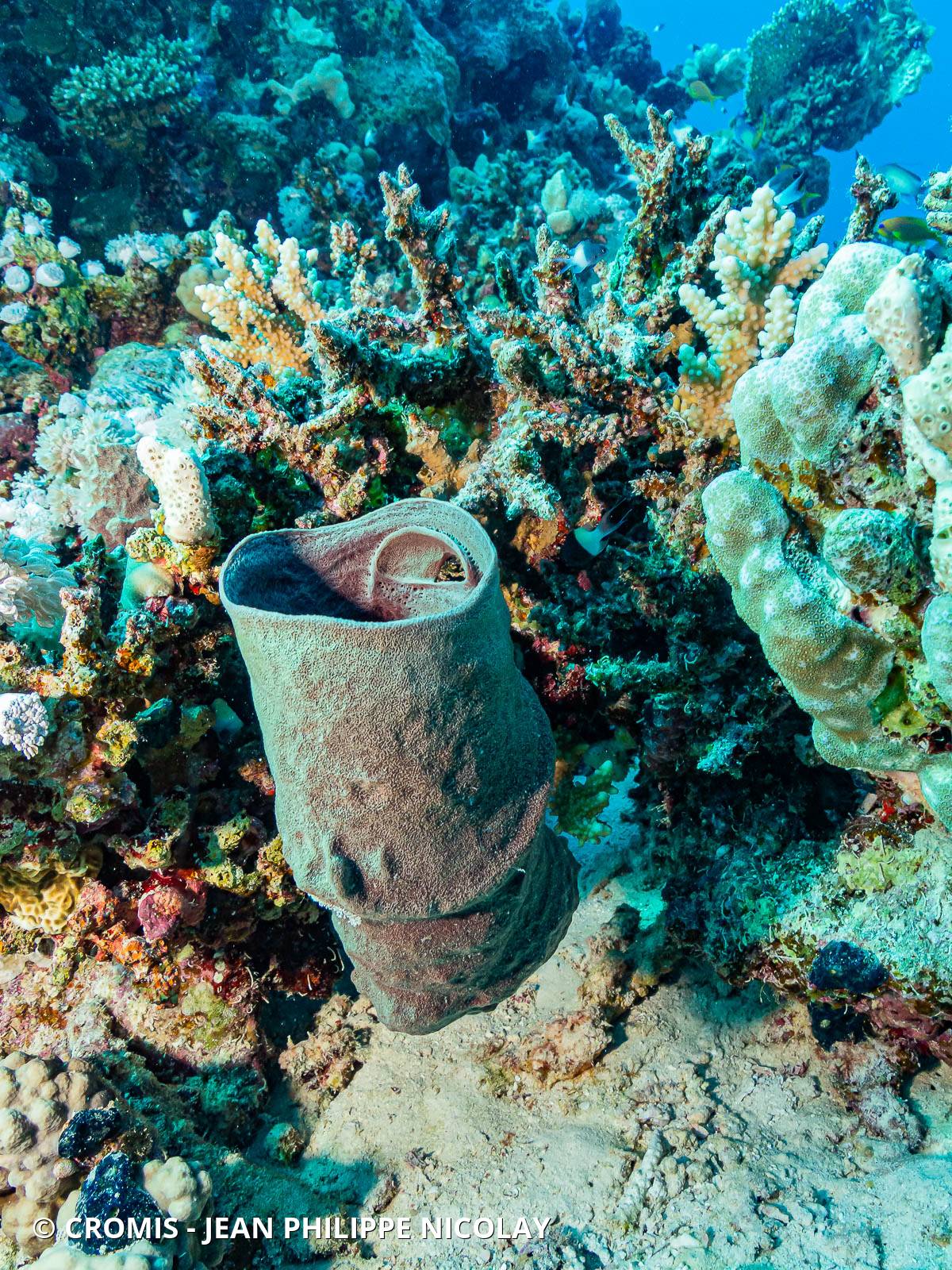 Eponge tubulaire de Mer Rouge