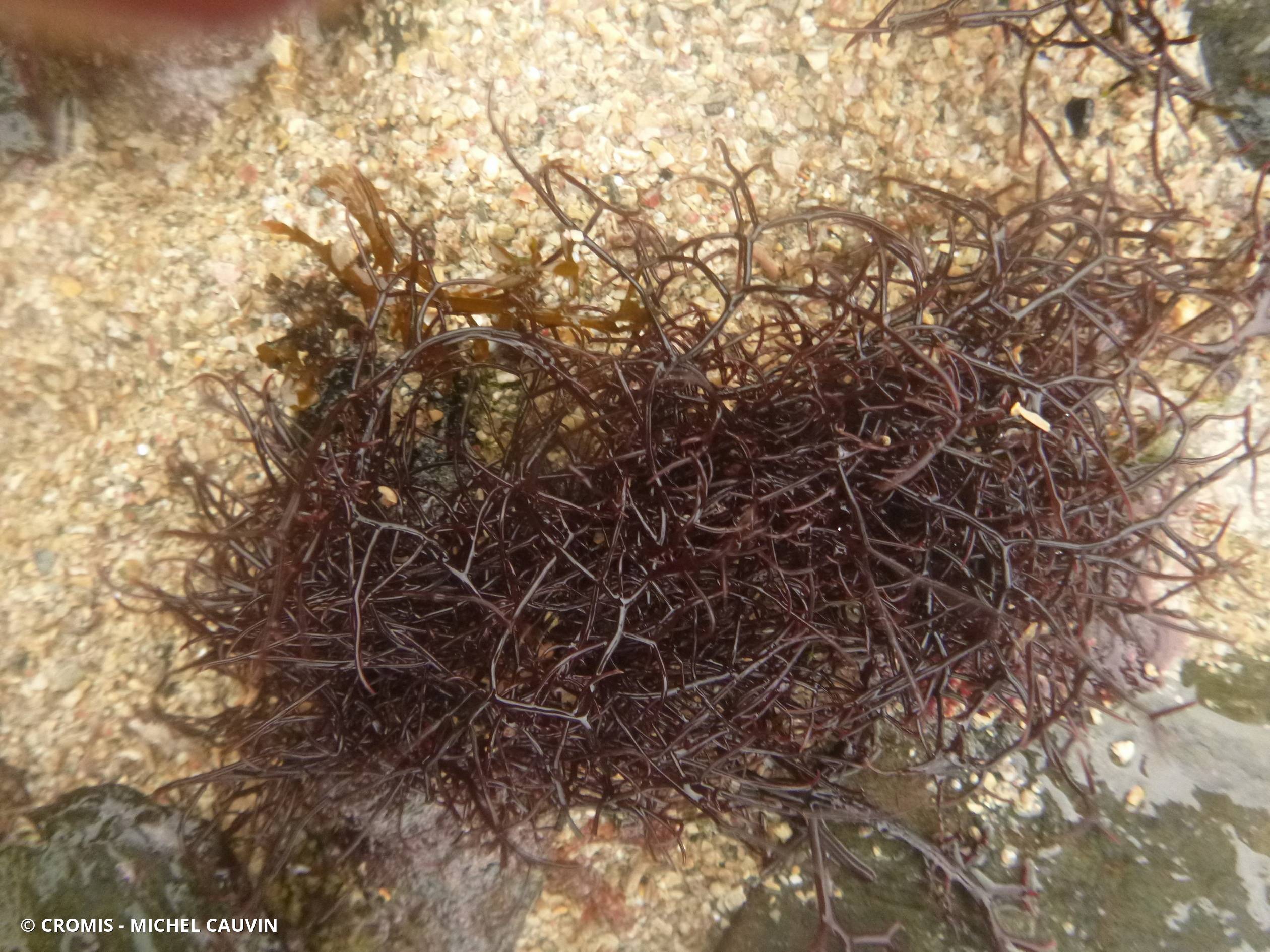 Chondracanthus okamurae