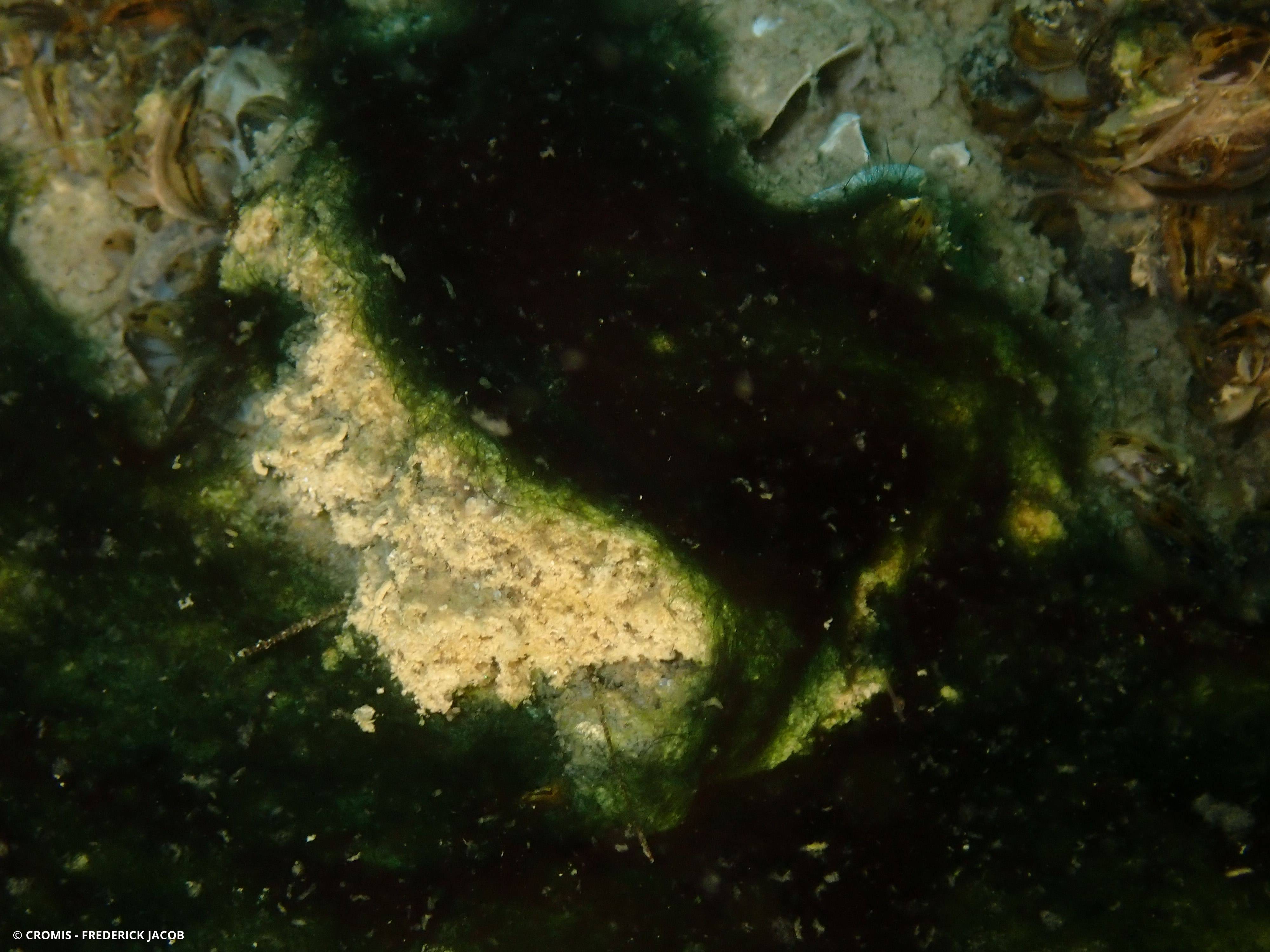Cyanobactérie de Martens