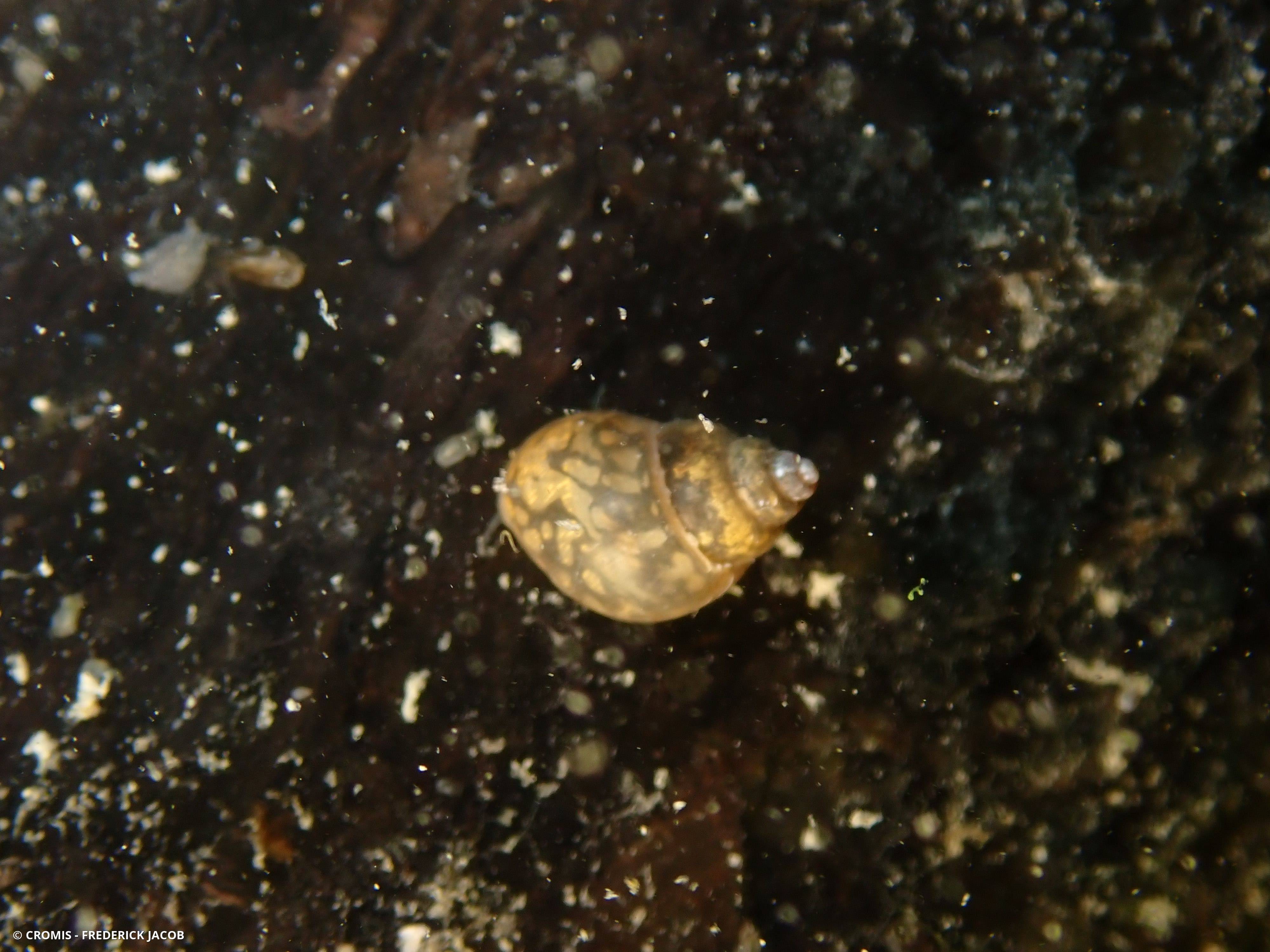 Bithynie commune