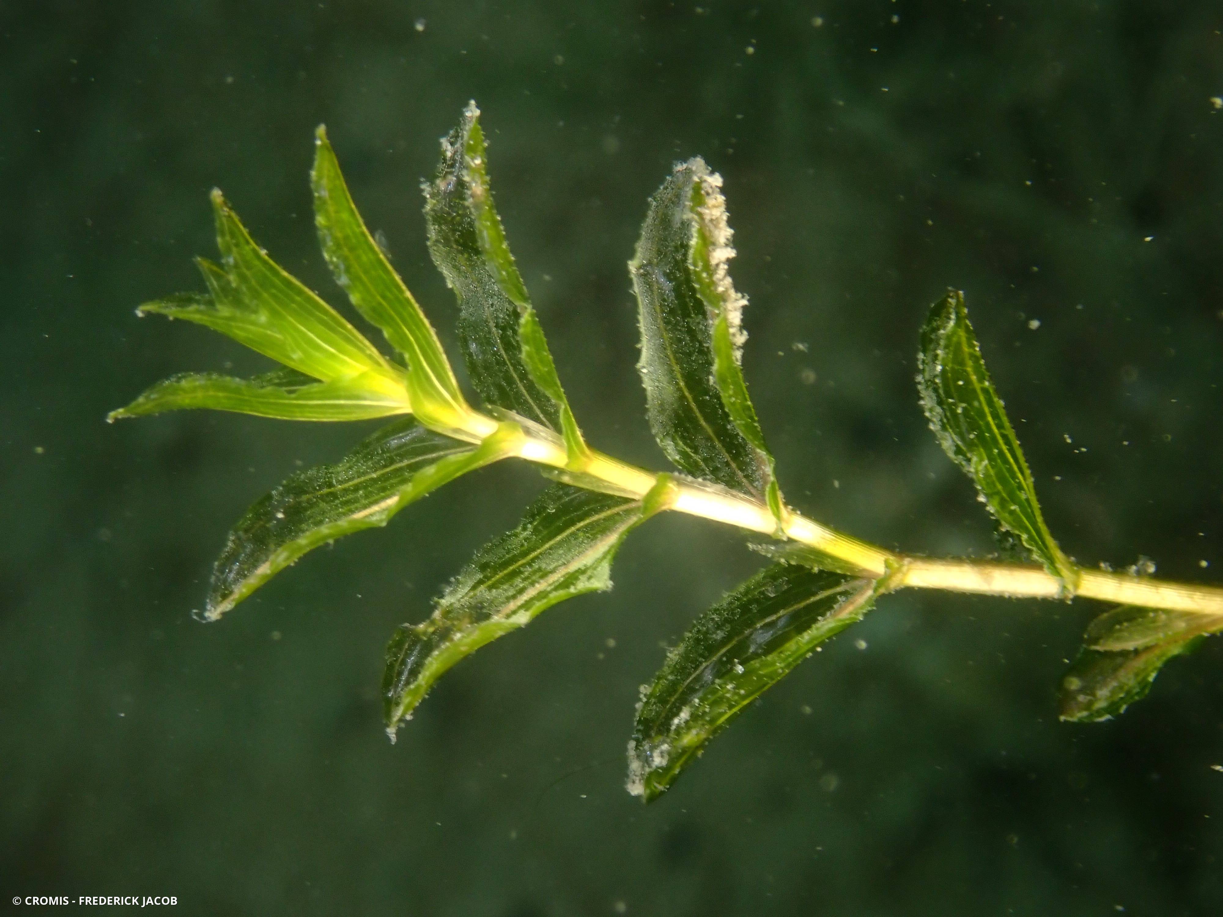 Potamot perfolié