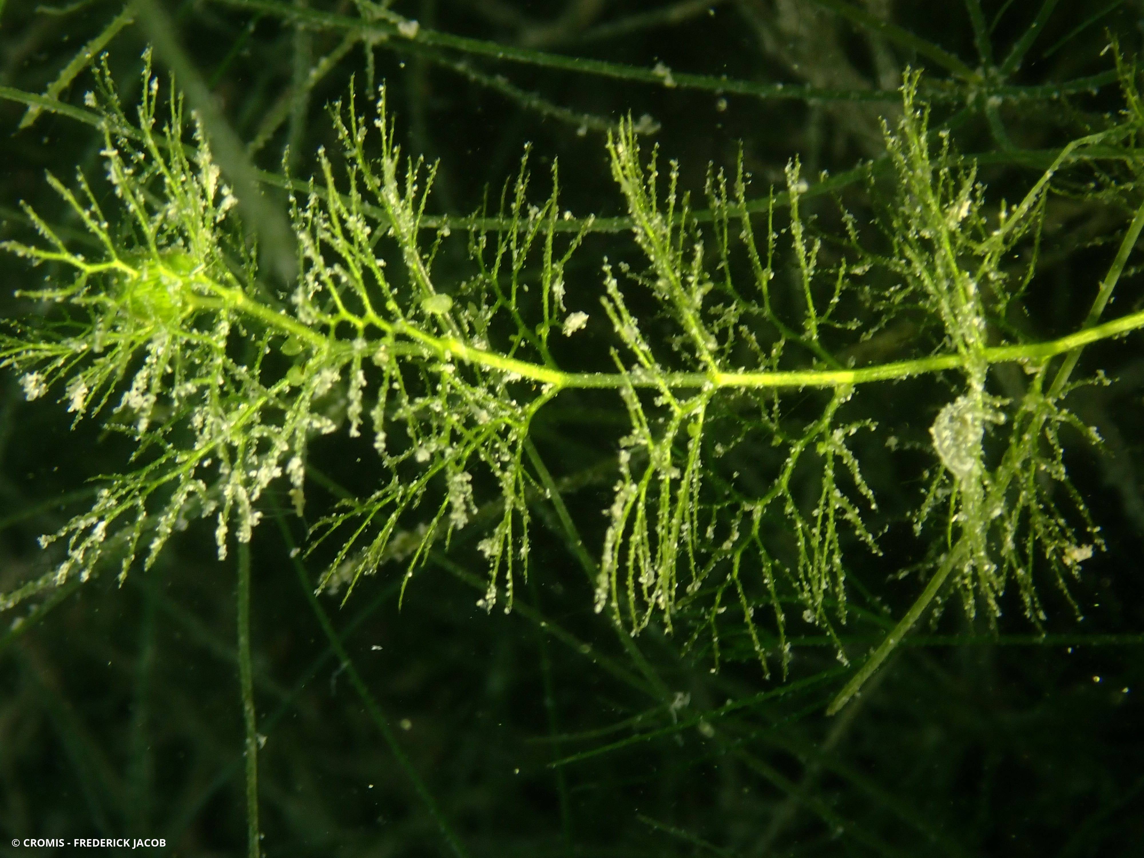 Utriculaire vulgaire