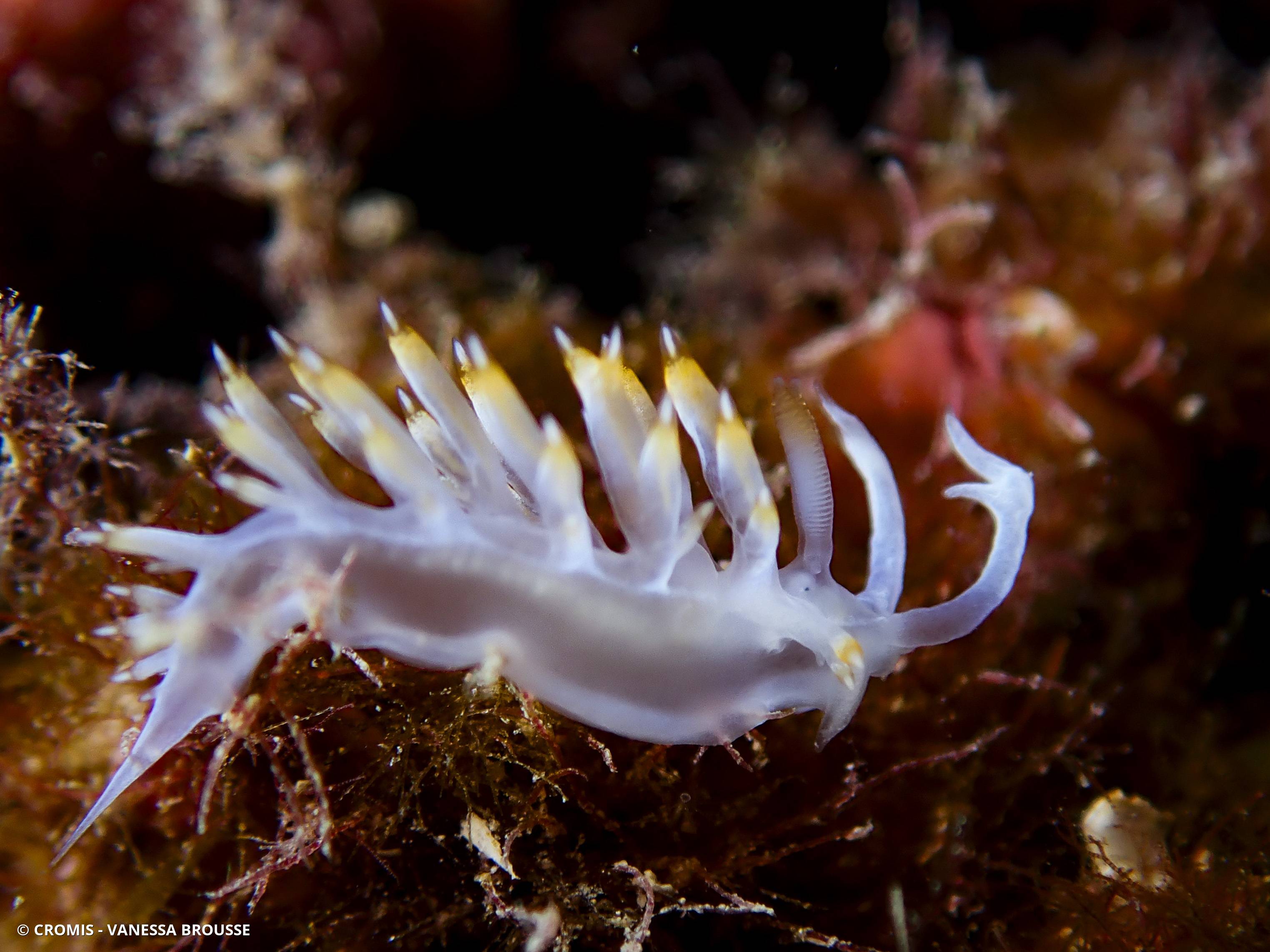 Flabelline blanche