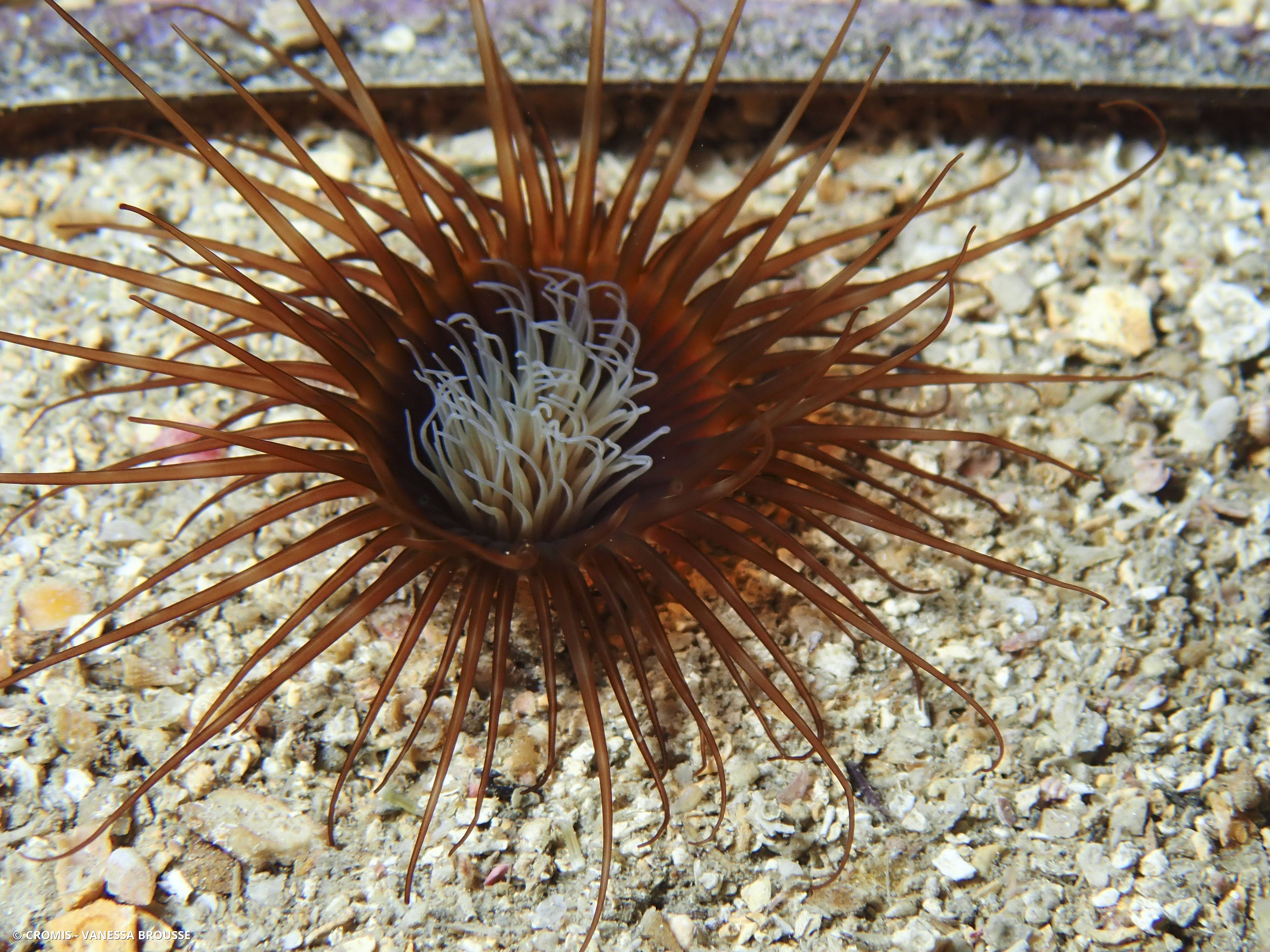 Cérianthe solitaire