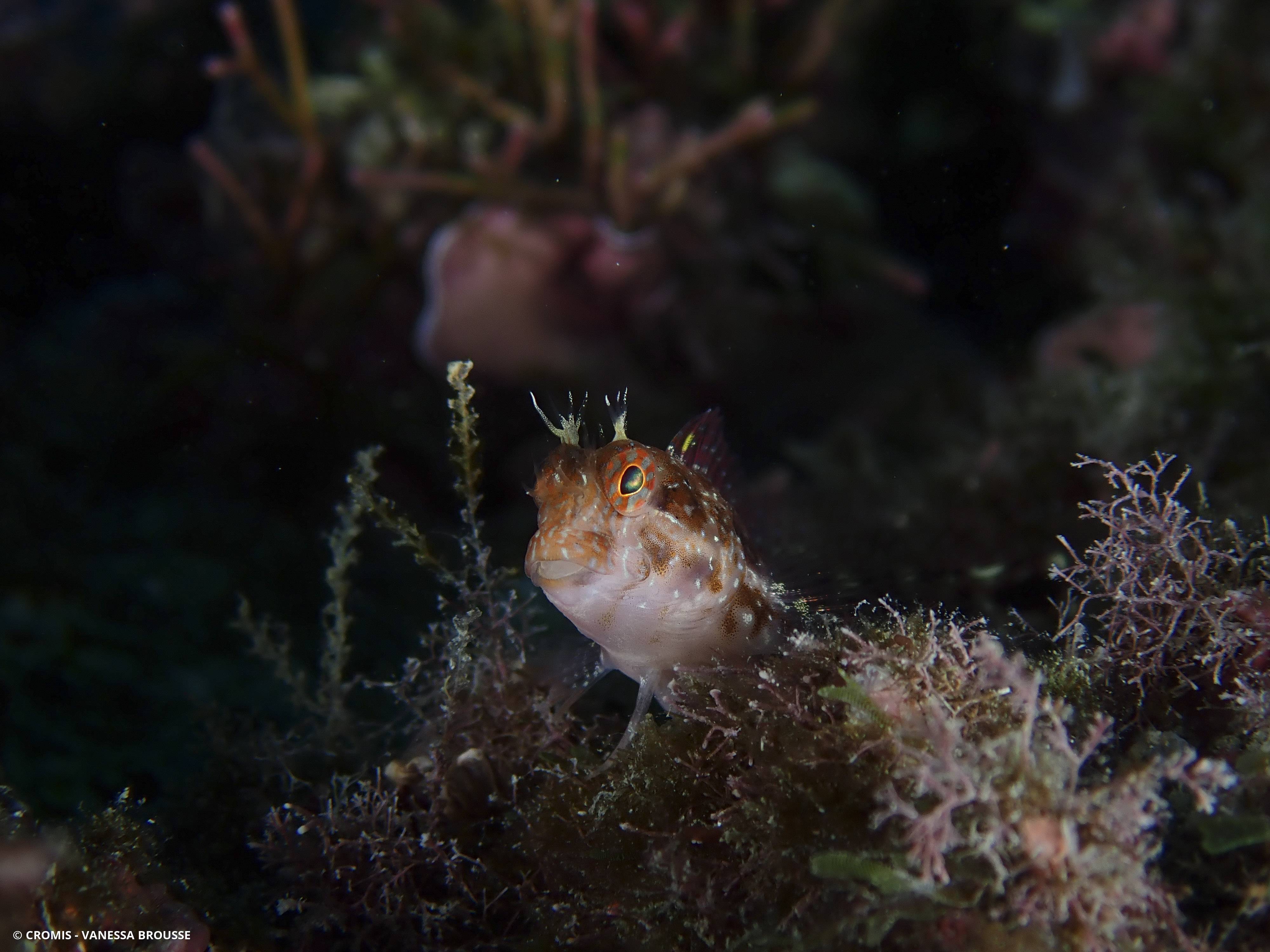 Blennie pilicorne