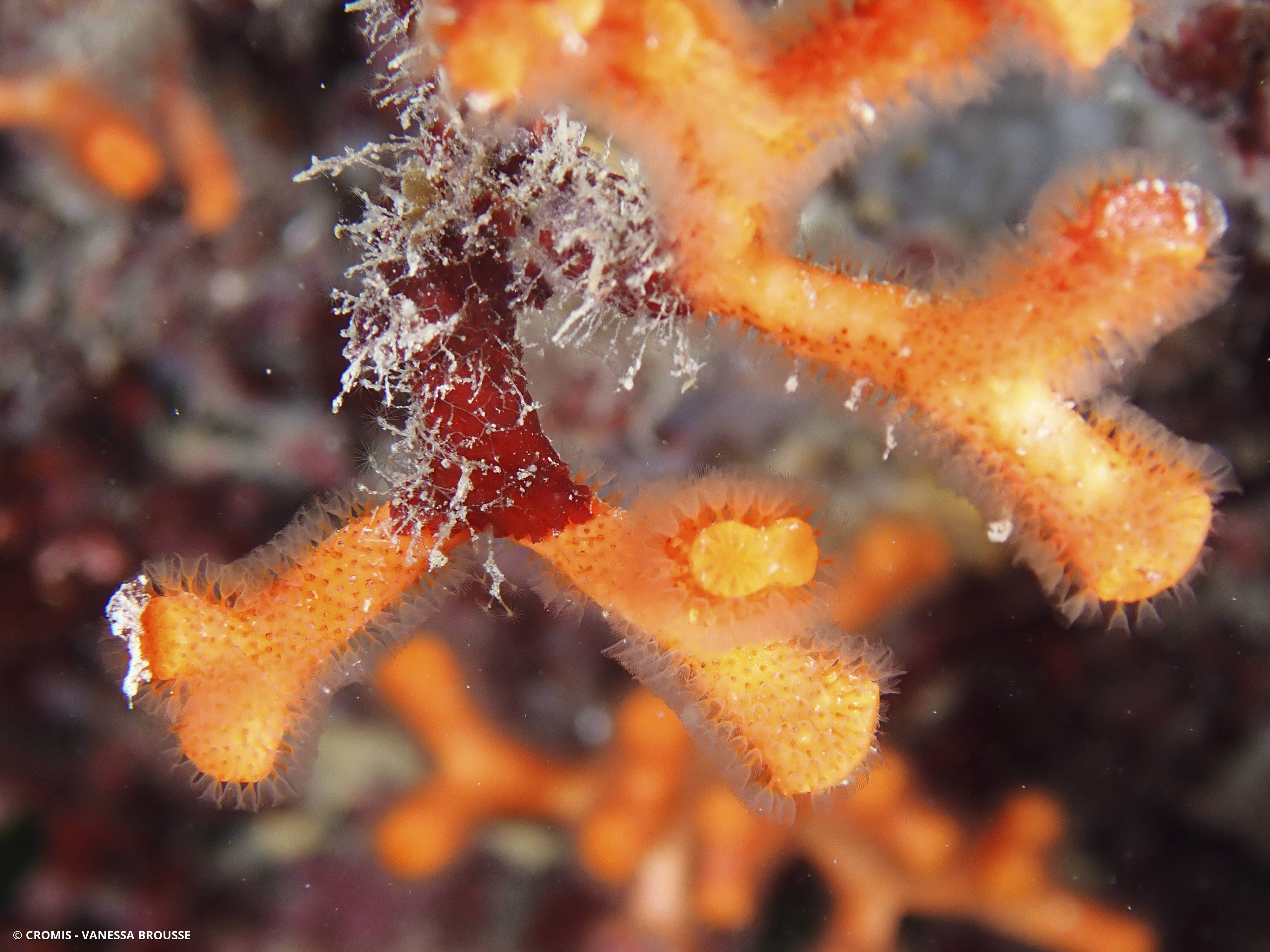 Faux corail