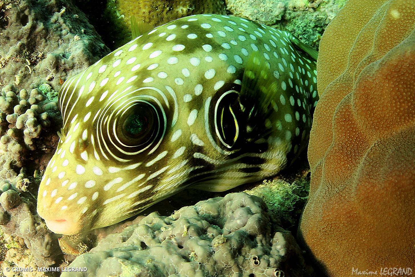Poisson-ballon à taches blanches