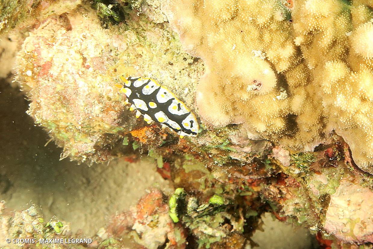 Limace verruqueuse de Mer Rouge