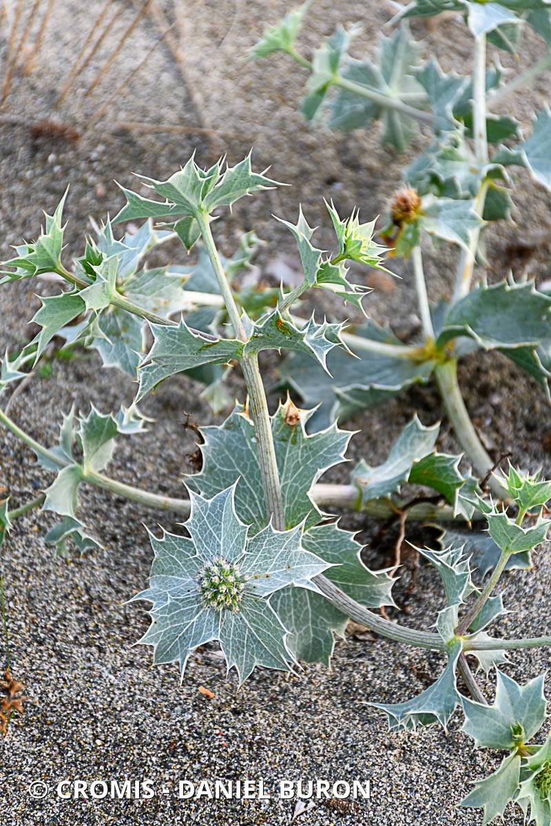 Panicaut de mer