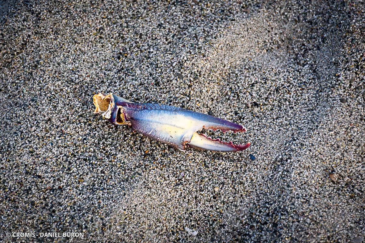 Crabe bleu américain