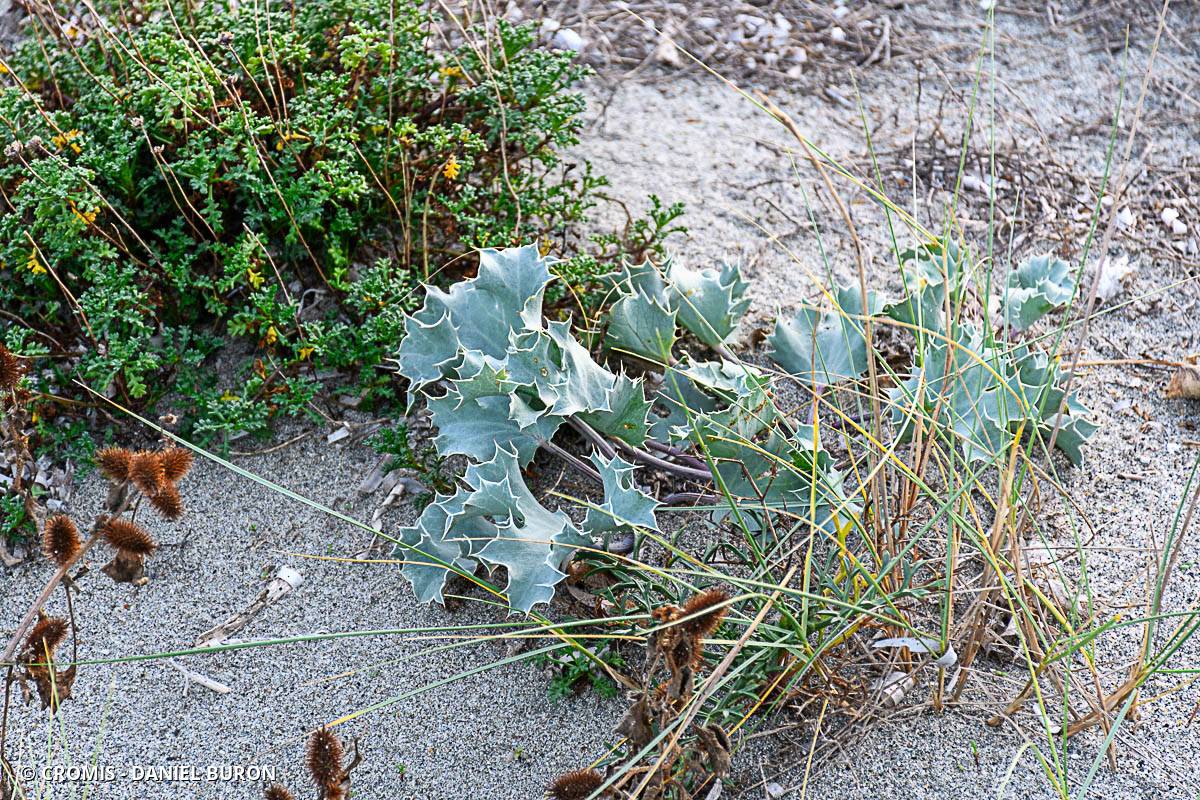 Panicaut de mer