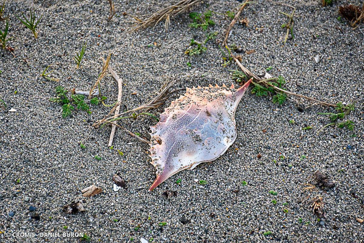 Crabe bleu américain
