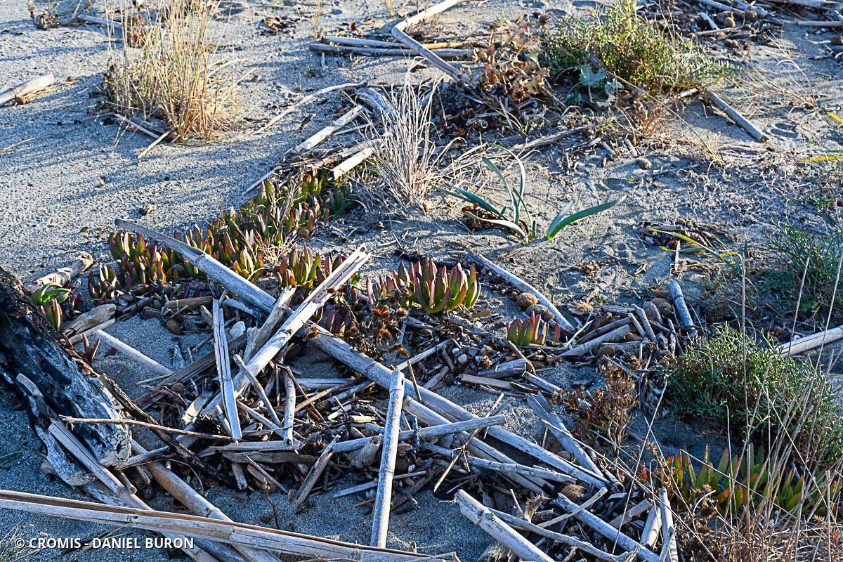 Griffe de sorcière crochue