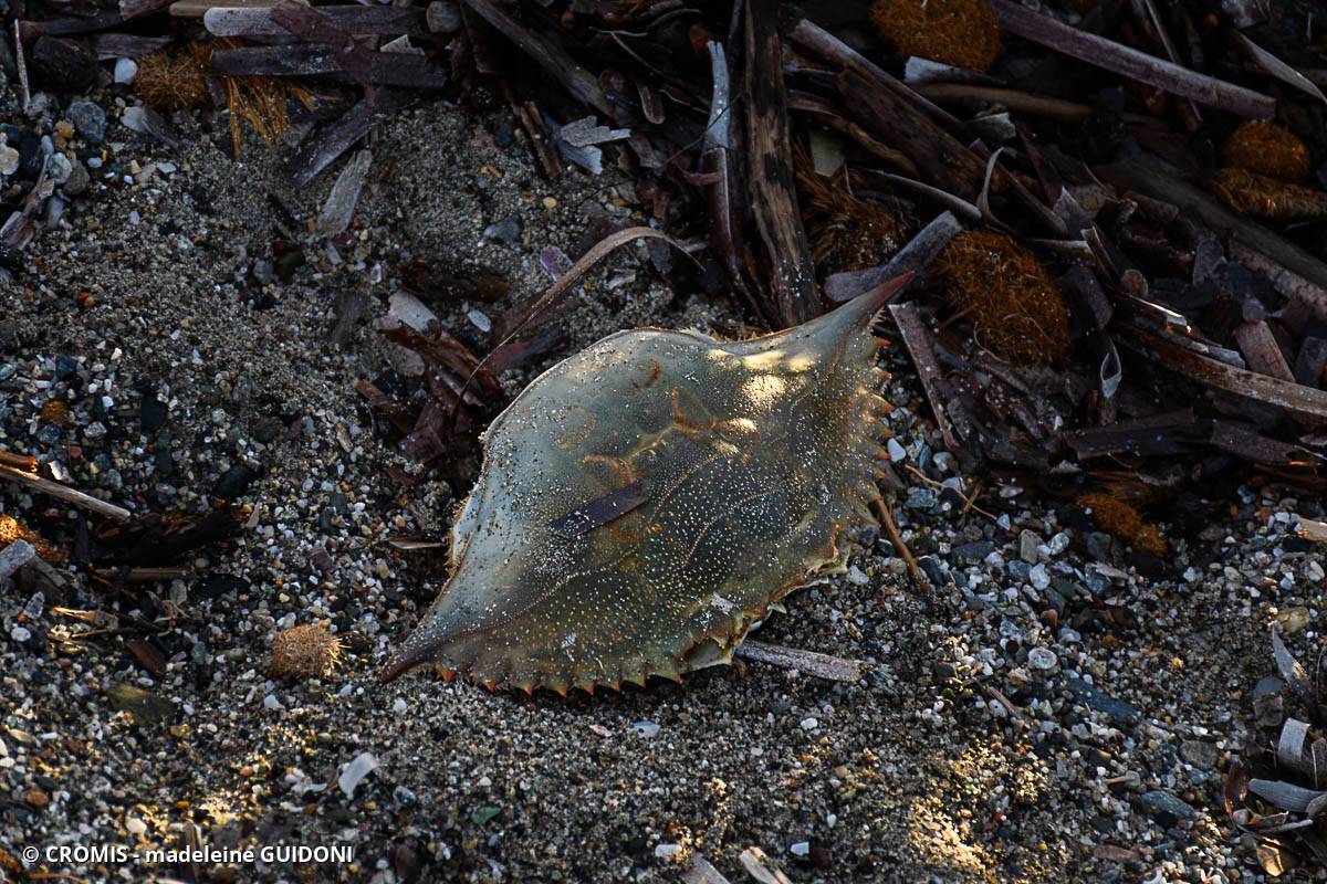 Crabe bleu américain