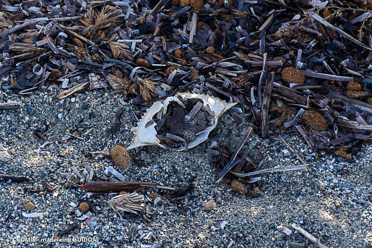 Crabe bleu américain