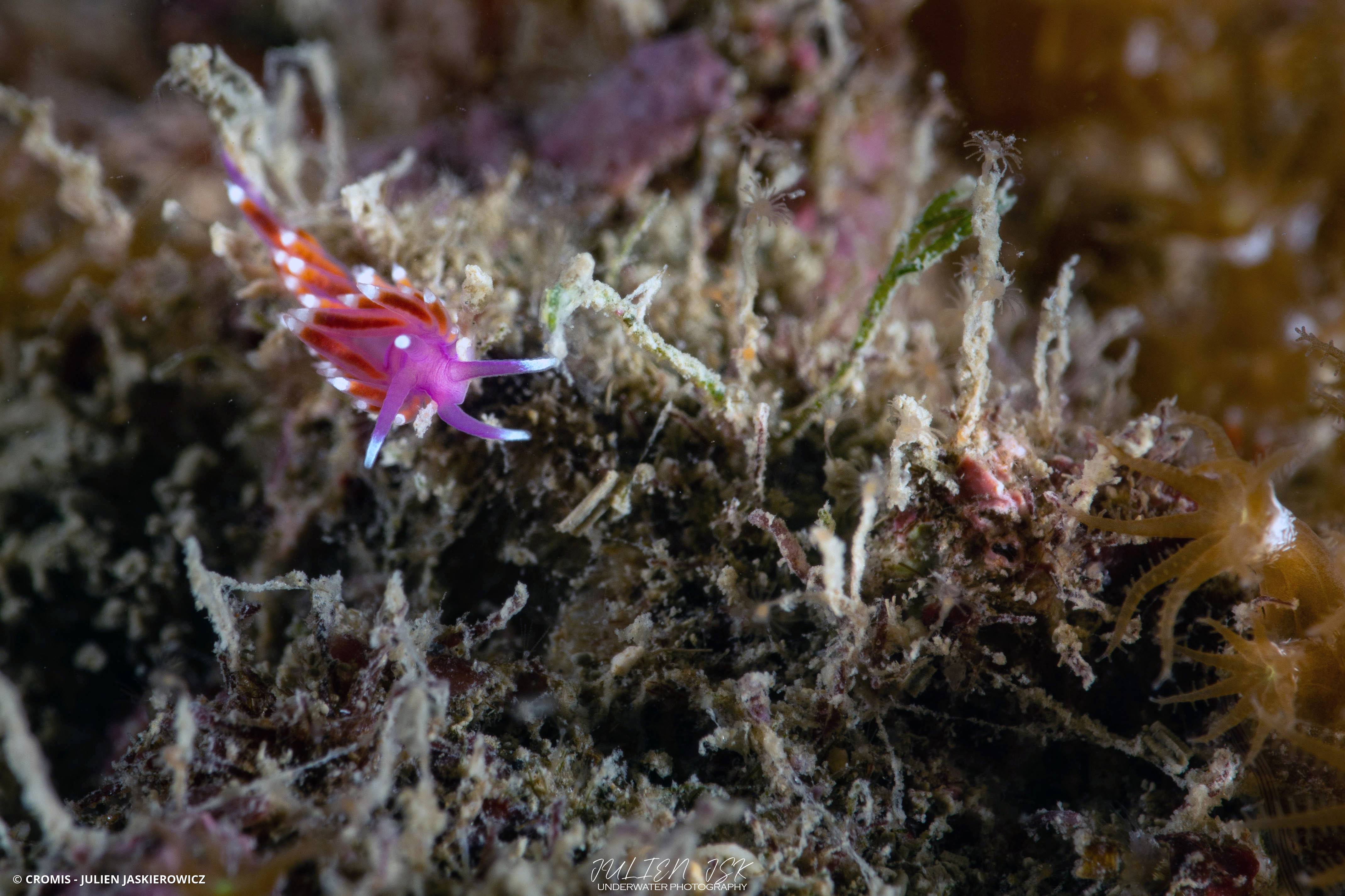 Coryphelle mauve
