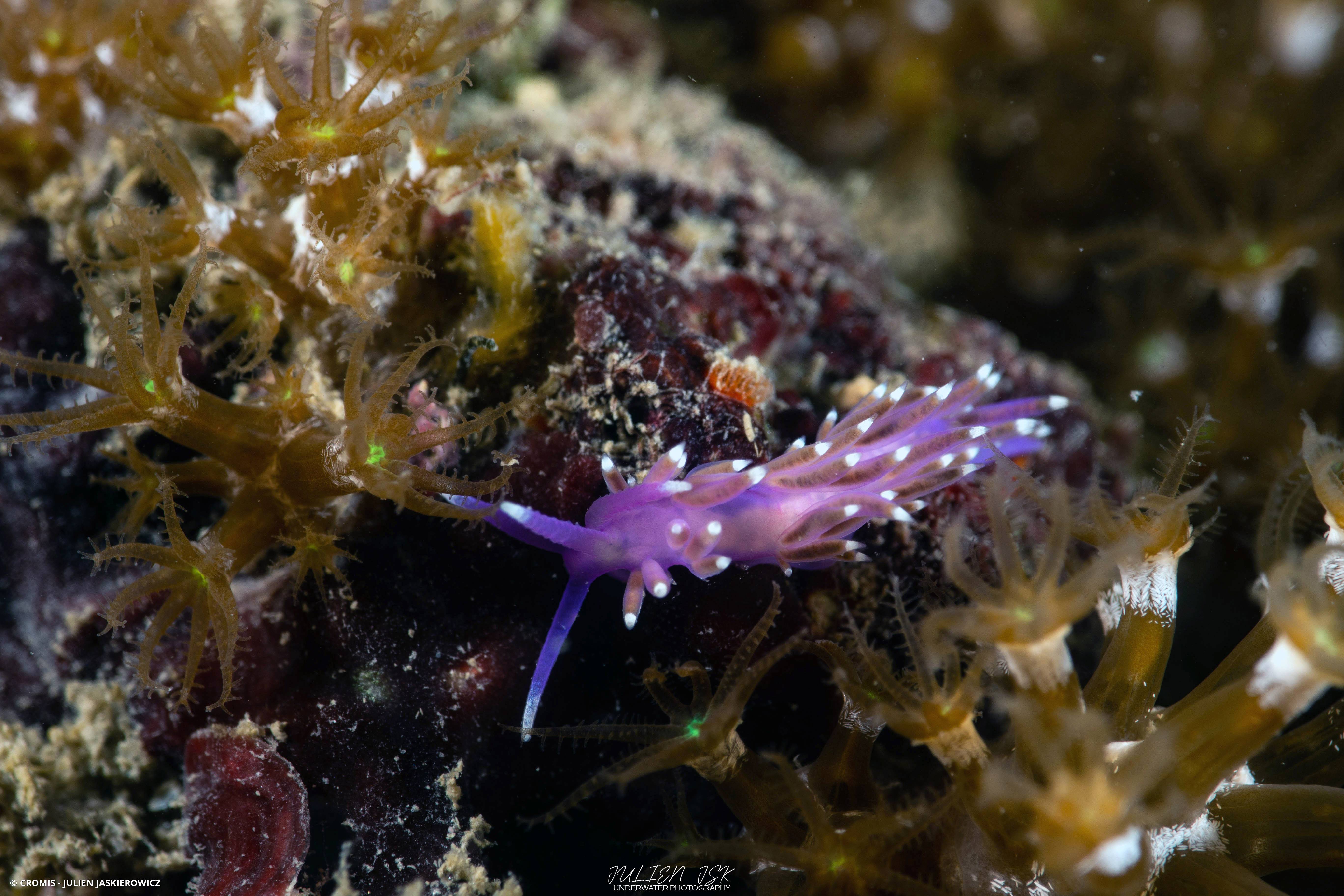 Coryphelle mauve
