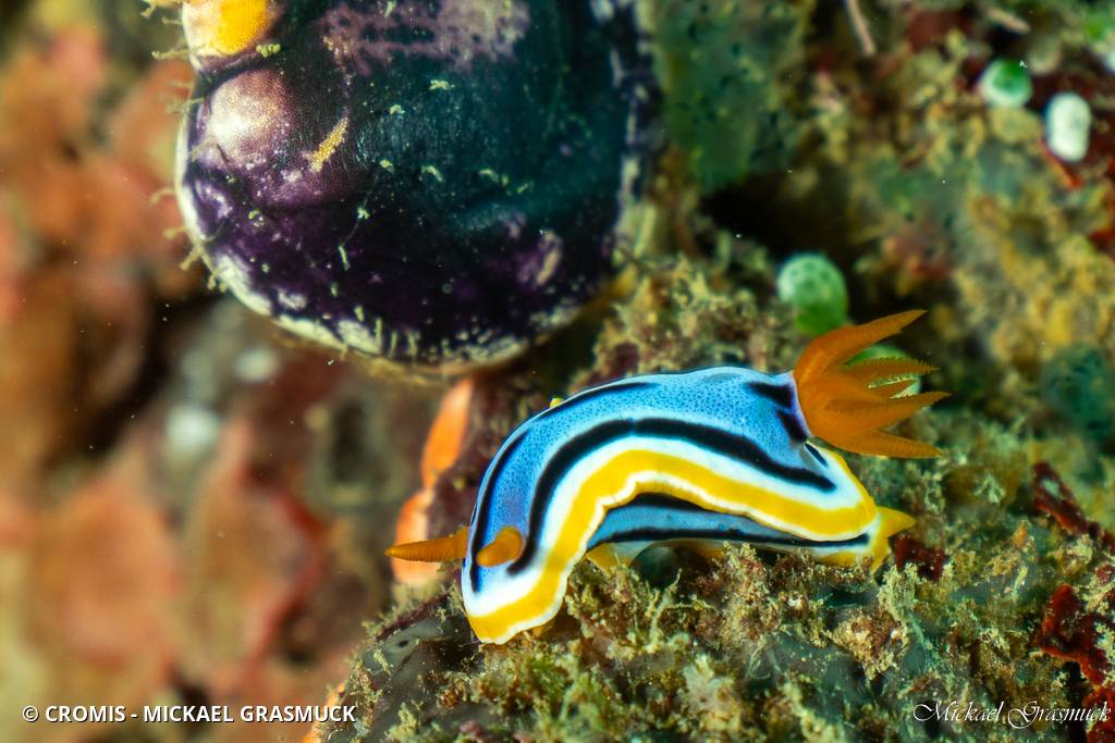 Chromodoris d'Anne