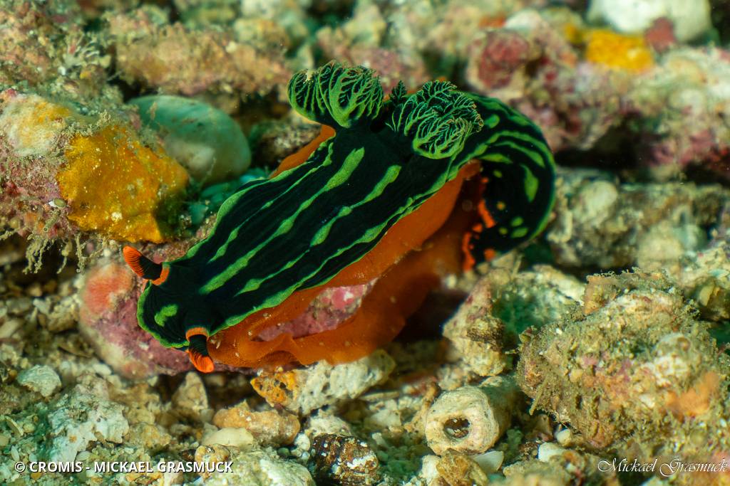 Nembrotha de Kubary