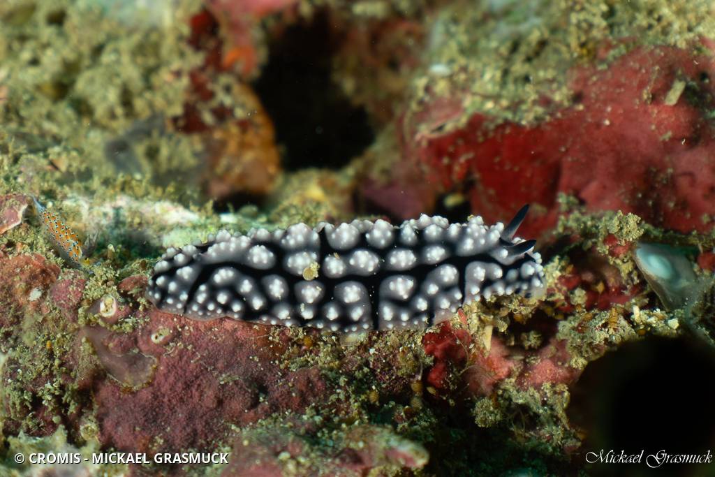 Phyllidie pustuleuse